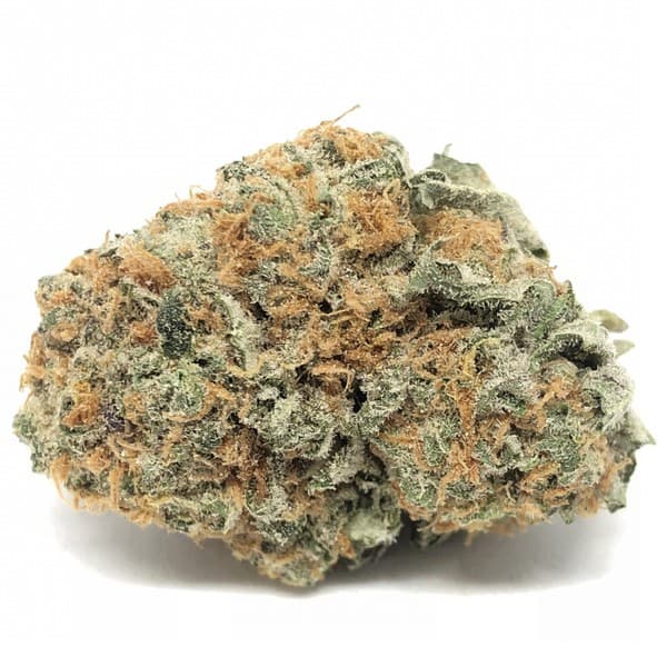 King Tut cannabis strain, community photo 1