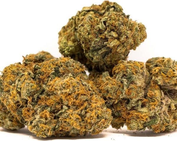 King Tut cannabis strain, community photo 2