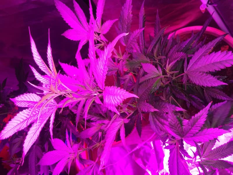 King Tut cannabis strain, community photo 3