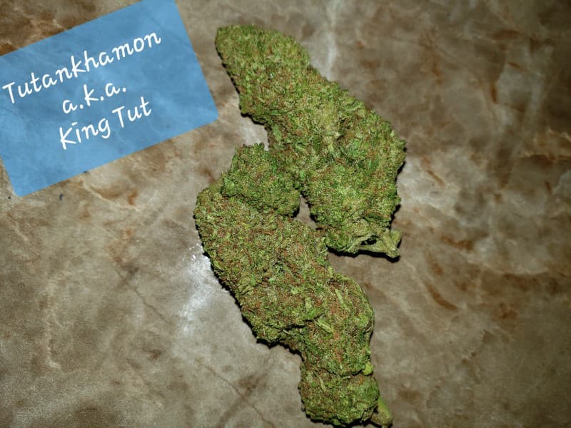 King Tut cannabis strain, community photo 4