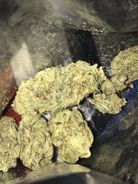King Tut cannabis strain, community photo 5