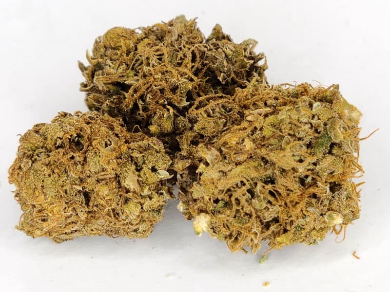 King Tut cannabis strain, community photo 6
