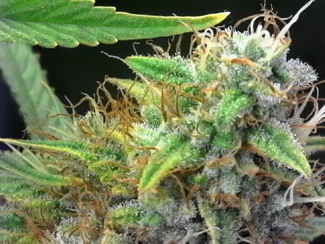 King Tut cannabis strain, community photo 7
