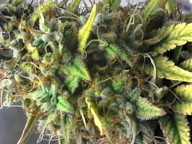 King Tut cannabis strain, community photo 8
