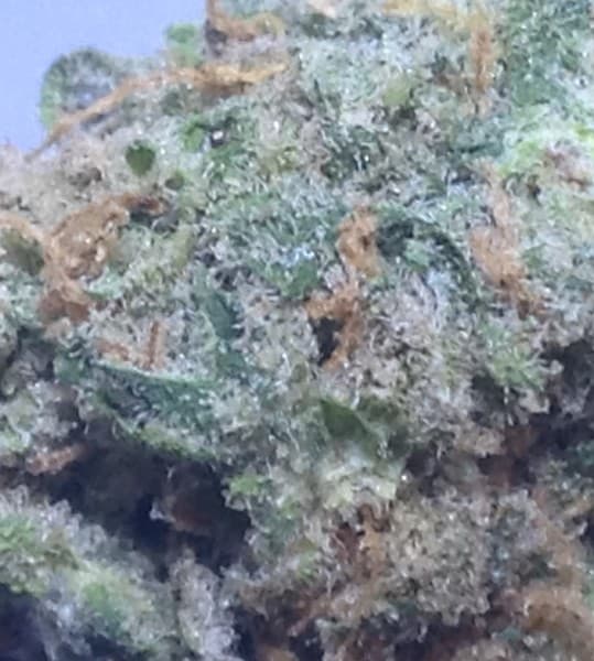 King Tut cannabis strain, community photo 9