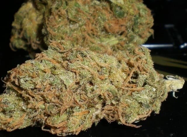 Kona Gold cannabis strain, community photo 1