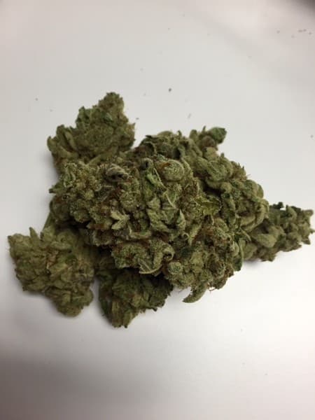 Kosher Dawg cannabis strain, community photo 1