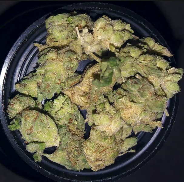 Kosher Dawg cannabis strain, community photo 3