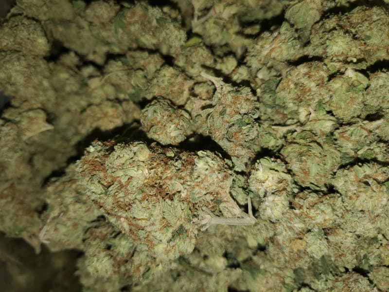 Kosher Kush cannabis strain, community photo 2
