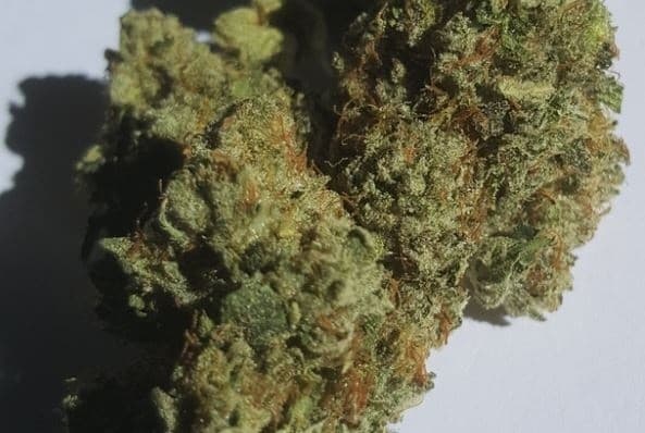Kosher Kush cannabis strain, community photo 4