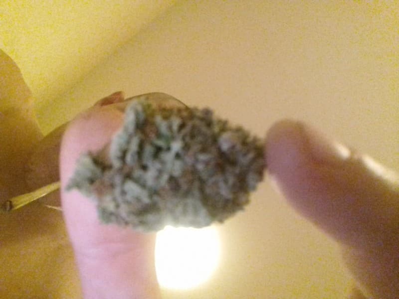 Kosher Kush cannabis strain, community photo 5