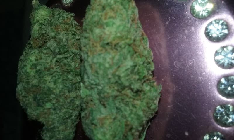 Kosher Kush cannabis strain, community photo 6