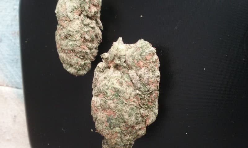 Kosher Kush cannabis strain, community photo 7