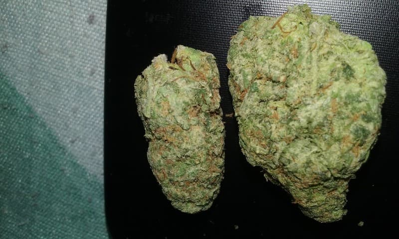 Kosher Kush cannabis strain, community photo 8