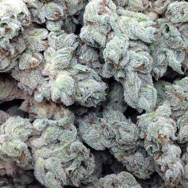 Kryptonite cannabis strain, community photo 4