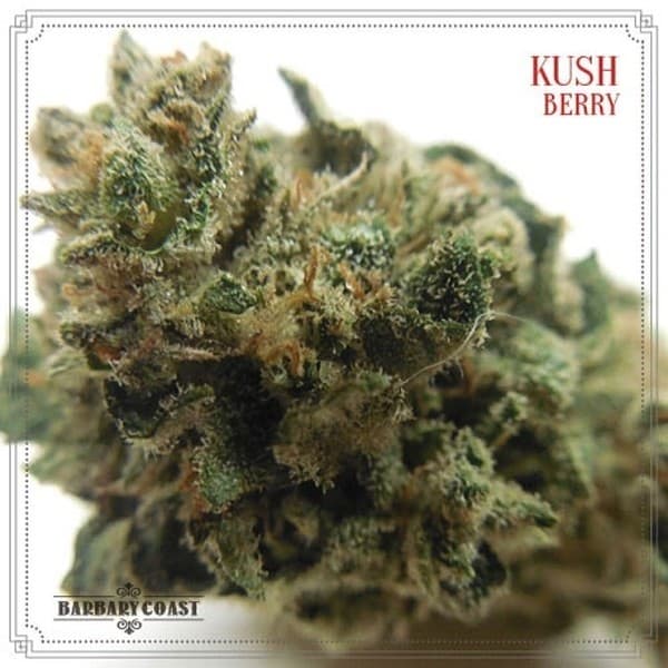 Kush Berry cannabis strain, community photo 3