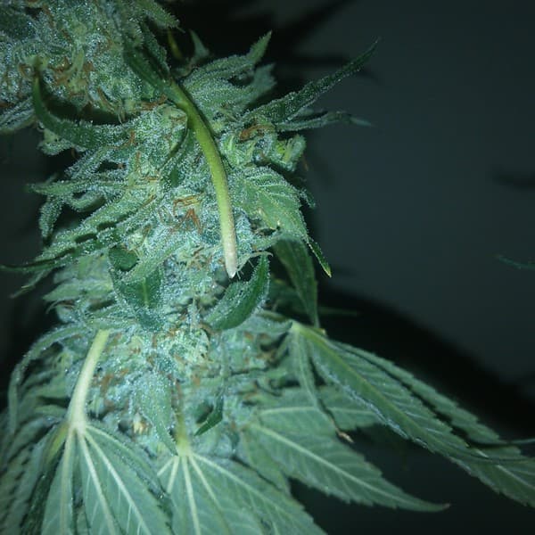 Kush Berry cannabis strain, community photo 4