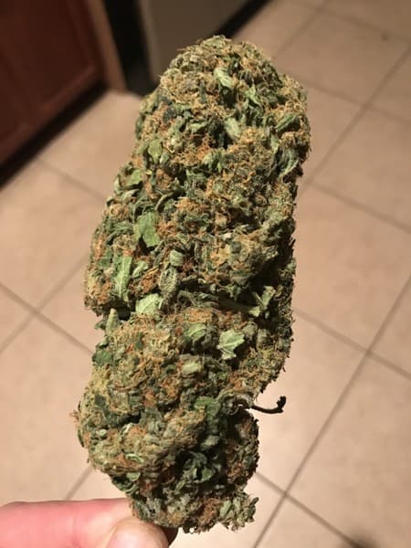 Kushberry cannabis strain, community photo 1
