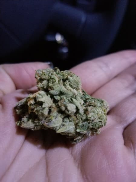 LA Kush cannabis strain, community photo 5