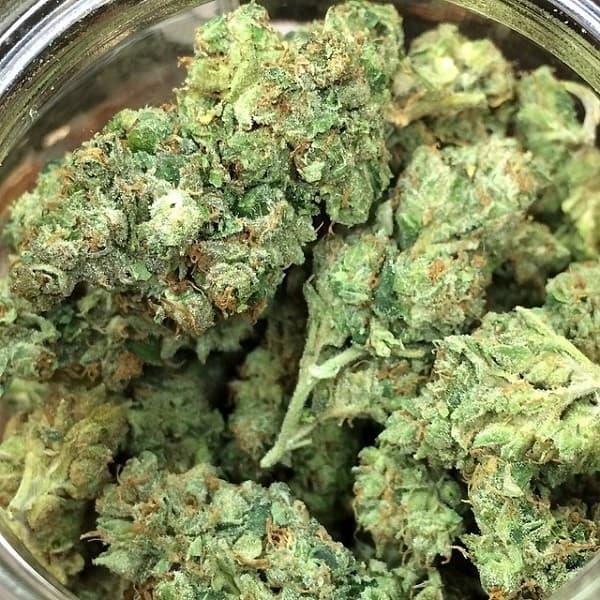 LA Kush cannabis strain, community photo 6