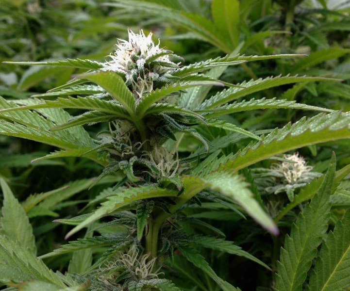 Lambs Bread cannabis strain, community photo 2