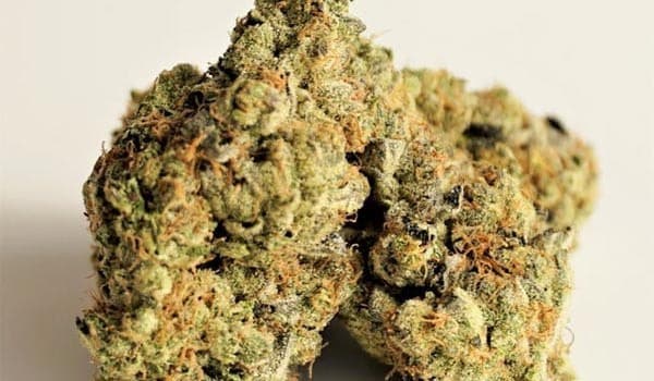 Larry Cake cannabis strain, community photo 2
