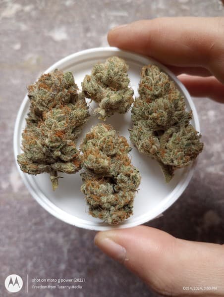 Larry Cake cannabis strain, community photo 3