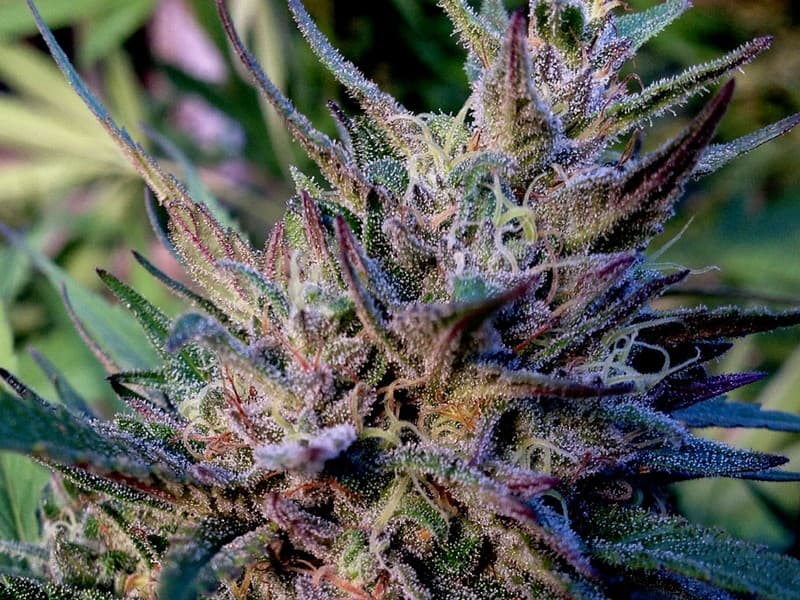 Larry OG cannabis strain, community photo 8