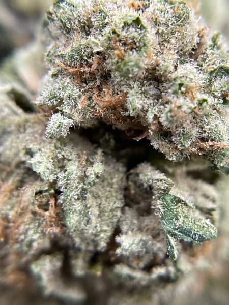 Lava Cake cannabis strain, community photo 3