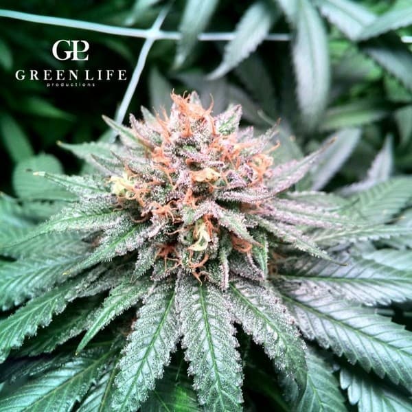 Lavender cannabis strain, community photo 1