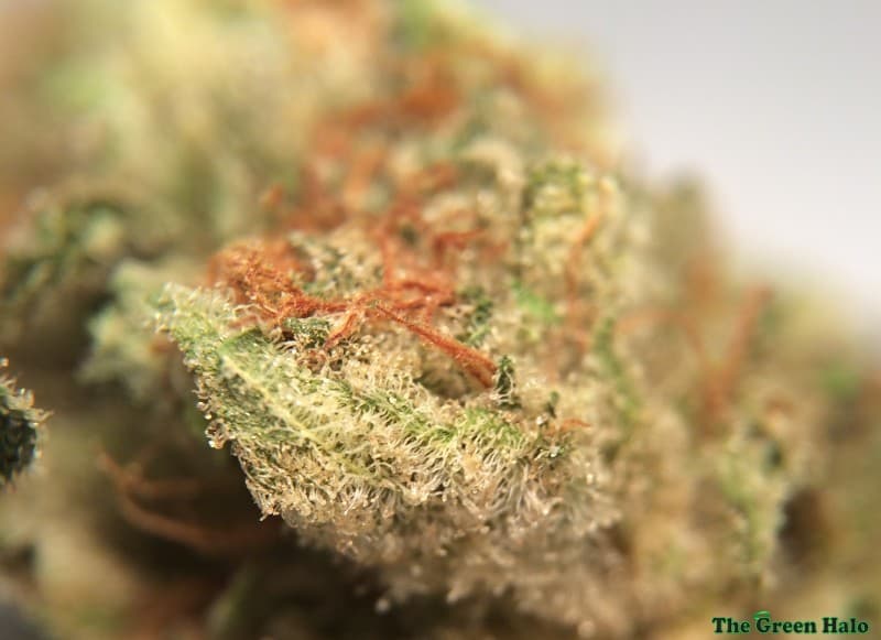 Lavender cannabis strain, community photo 10