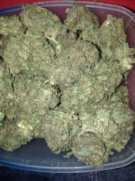 Lavender cannabis strain, community photo 7