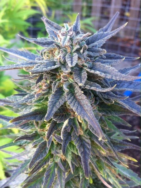 Lavender cannabis strain, community photo 8
