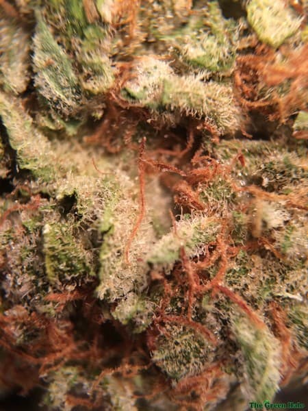 Lavender cannabis strain, community photo 9