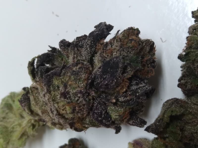 Layer Cake cannabis strain, community photo 2