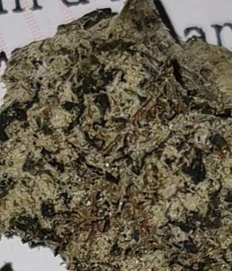 Lazer Fuel cannabis strain, community photo 1