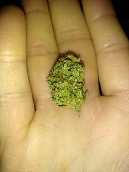 Legend OG cannabis strain, community photo 7