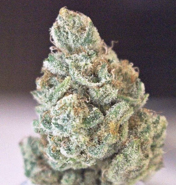 Lemon Cake cannabis strain, community photo 4