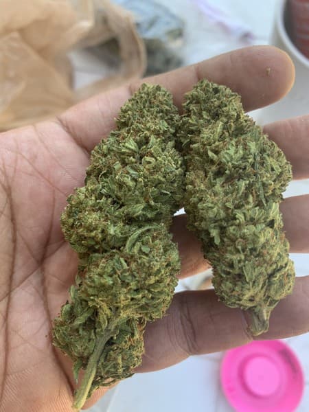 Lemon Grass cannabis strain, community photo 1