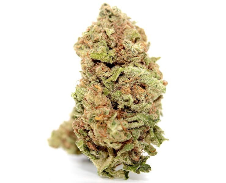 Lemon Jack cannabis strain, community photo 2