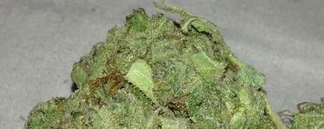 Lemon Jack cannabis strain, community photo 3