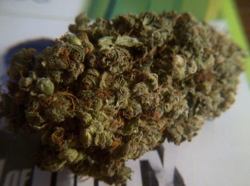 Lemon Jack cannabis strain, community photo 5