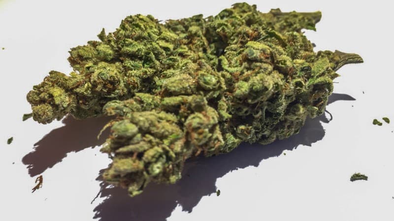 Lemon Kush cannabis strain, community photo 2