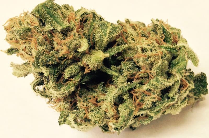 Lemon Kush cannabis strain, community photo 5