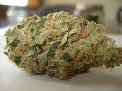 Lemon Kush cannabis strain, community photo 6