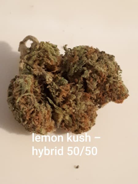 Lemon Kush cannabis strain, community photo 7
