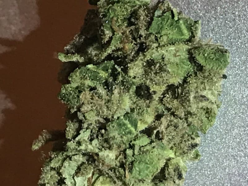 Lemon Kush cannabis strain, community photo 8