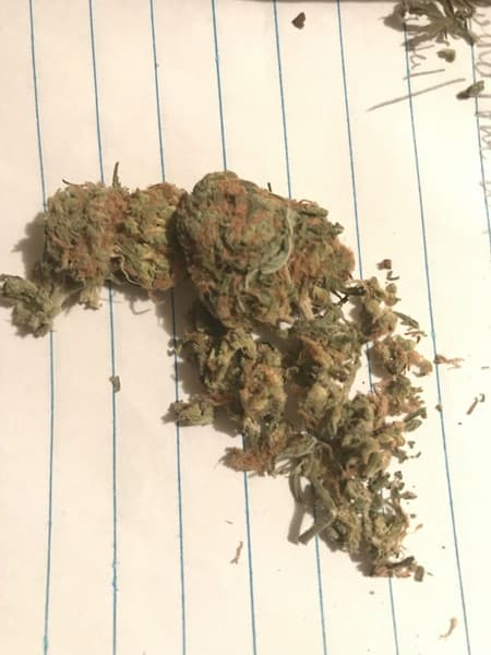 Lemon Kush cannabis strain, community photo 9