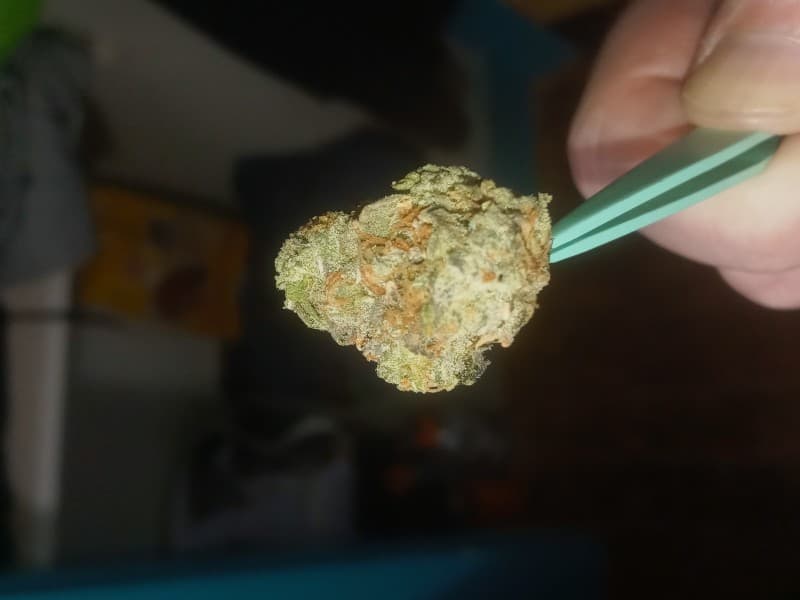 Lemon Lava cannabis strain, community photo 1