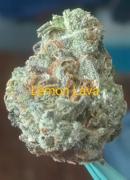 Lemon Lava cannabis strain, community photo 2